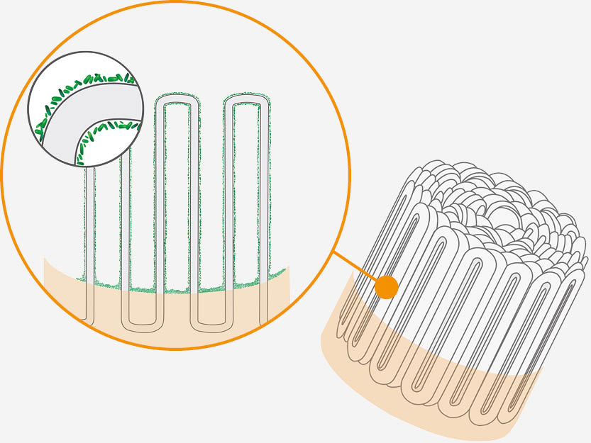 Filtration area/storage of bacteria